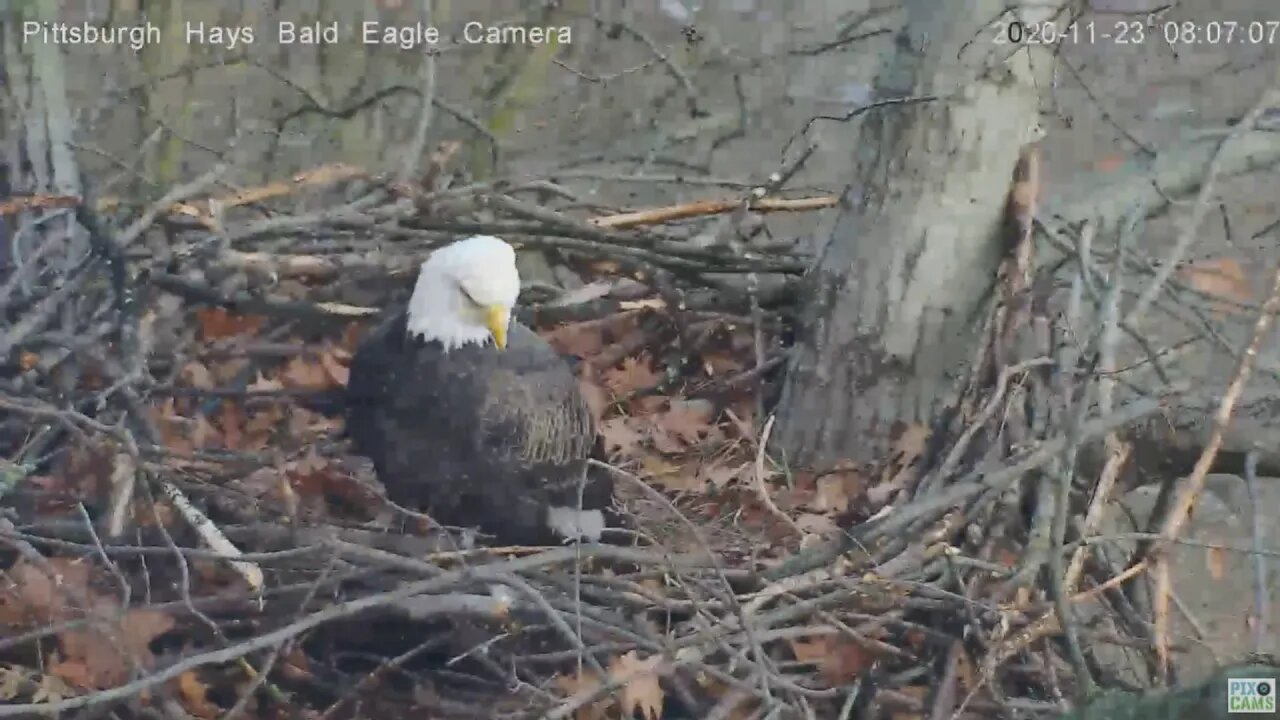 Hays Eagles Dad on squirrel alert 2020 11 23 805am