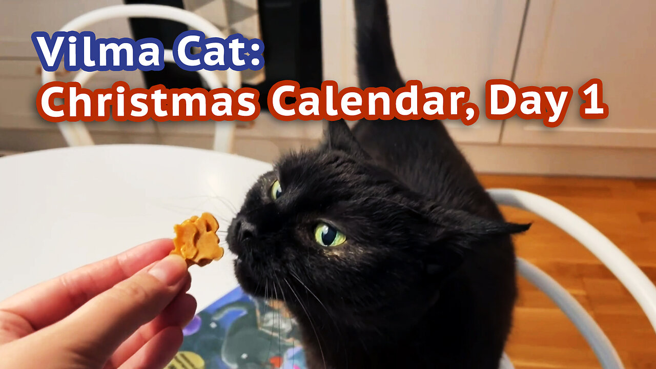 Vilma Cat Christmas Calendar Day 1