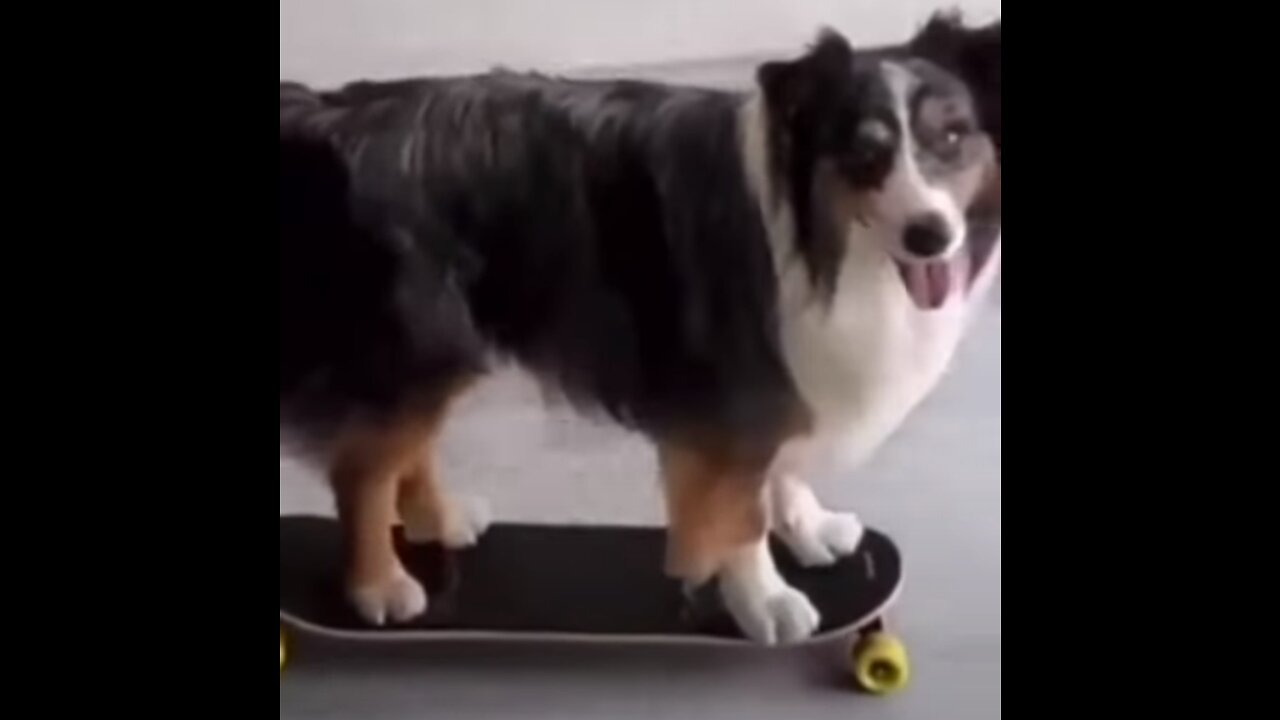 Very Funny dogs and cats