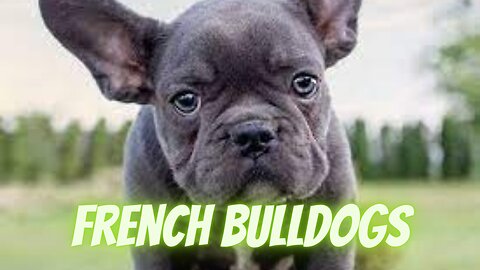 French Bulldogs.