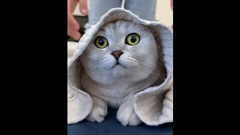 Bath of cute cate🥰