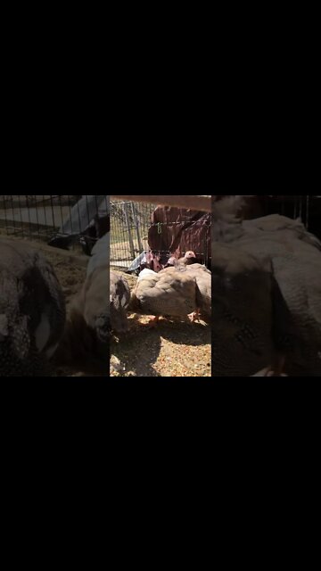 Loads of chocolate guinea fowl keets