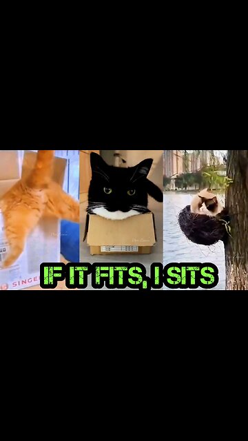 If I Fit, I Sit - Cats Edition