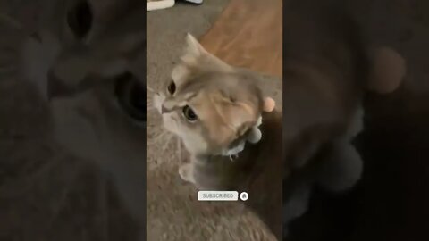 funny cat videos | cute cat videos| cute animals funny cats #shorts #shortsfunny #cutecat #funnycat