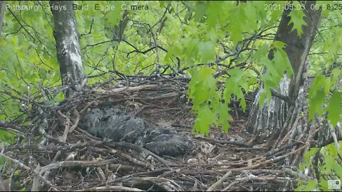 Hays Eagles Squirrel visits sleeping Eaglets H13 H14 H15 2021 05 03 6:57AM