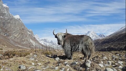 curiosidades sobre los yaks
