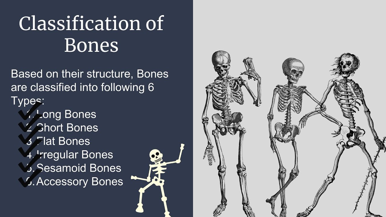 Types of Bones in the Human Body: Long, Short, Flat, Irregular, Sesamoid, and Accessory Bones EASY!!