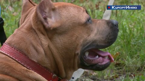 На курсы дрессировки в Сестрорецк приводят собаку уникальной петербургской породы