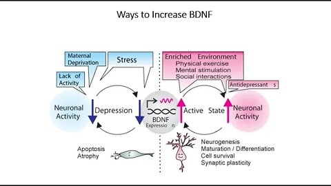 How to Increase BDNF - Brain derived neurotrophic factor - Depression, Anxiety, Learning