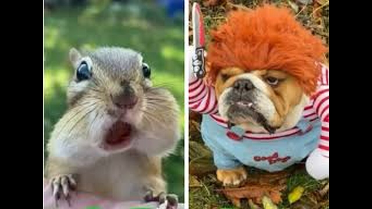 Funniest Animals 🐧 - Best Of The 2020 Funny Animal Videos 😁 - Cutest Animals Ever