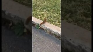 A squirrel chasing after a crow