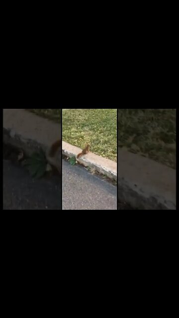 A squirrel chasing after a crow