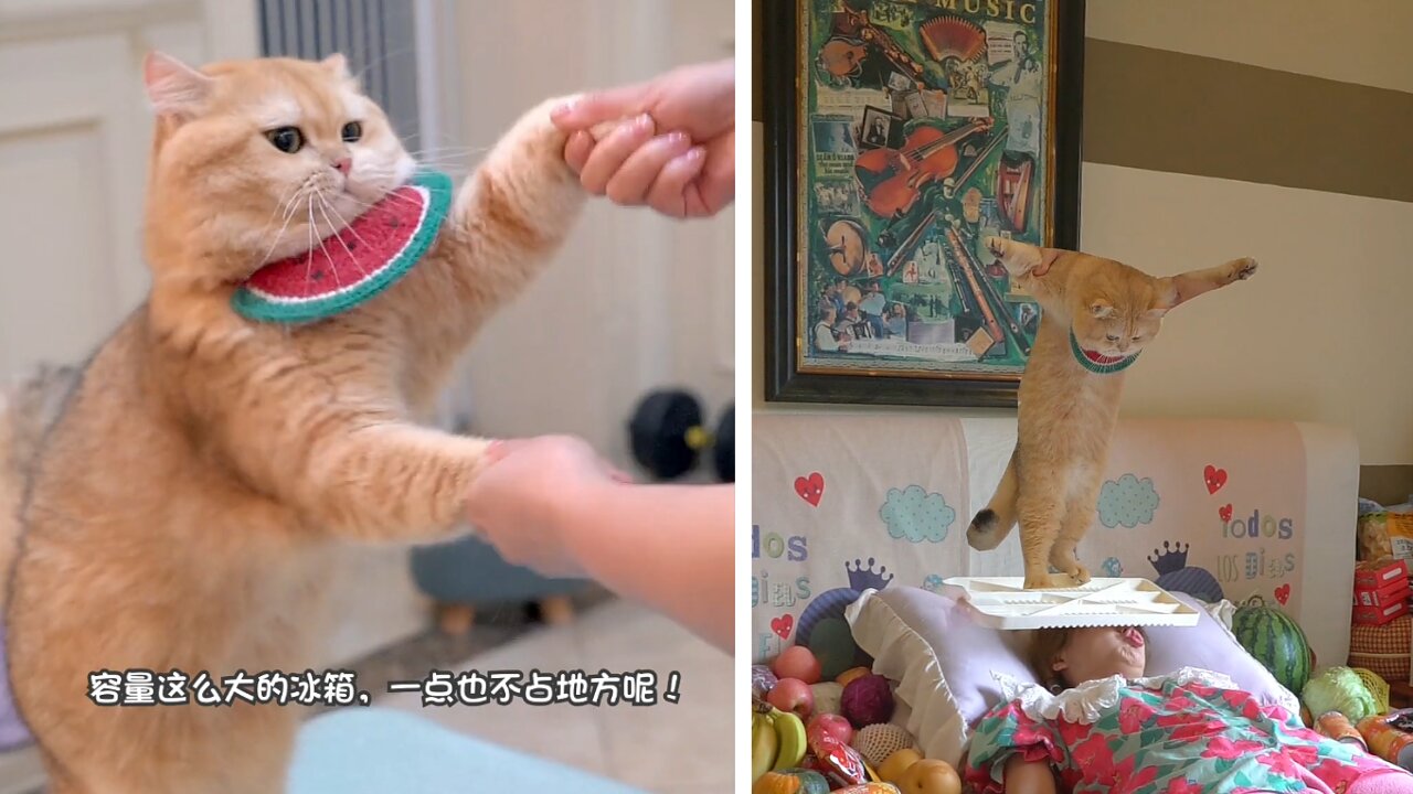 Cat r doing