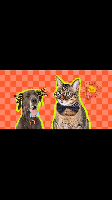 Funny Dogs And Puppies Life 😁 Try Not To Laugh Challenge Videos 2023 🥰 #cute #animals #trending