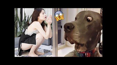 SnapSave io Best Funny Animal Videos 2022 Funniest Cats And Dogs Video 1080p