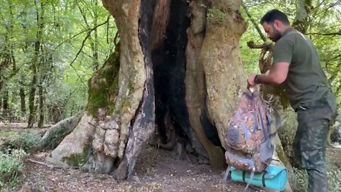 Build a warm shelter with a fireplace inside a 5,000 year old tree.4