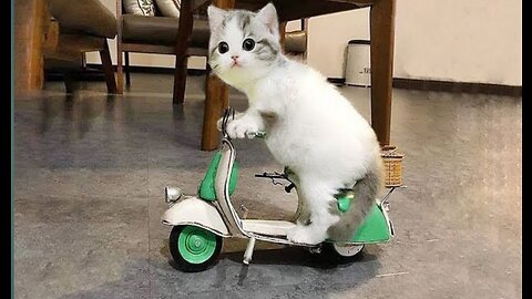 Funniest and Innocent cats moment😻