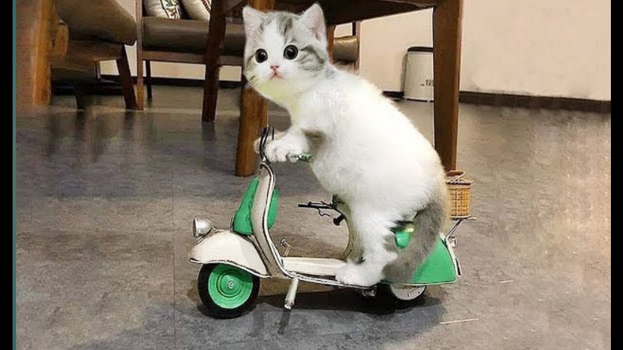 Funniest and Innocent cats moment😻