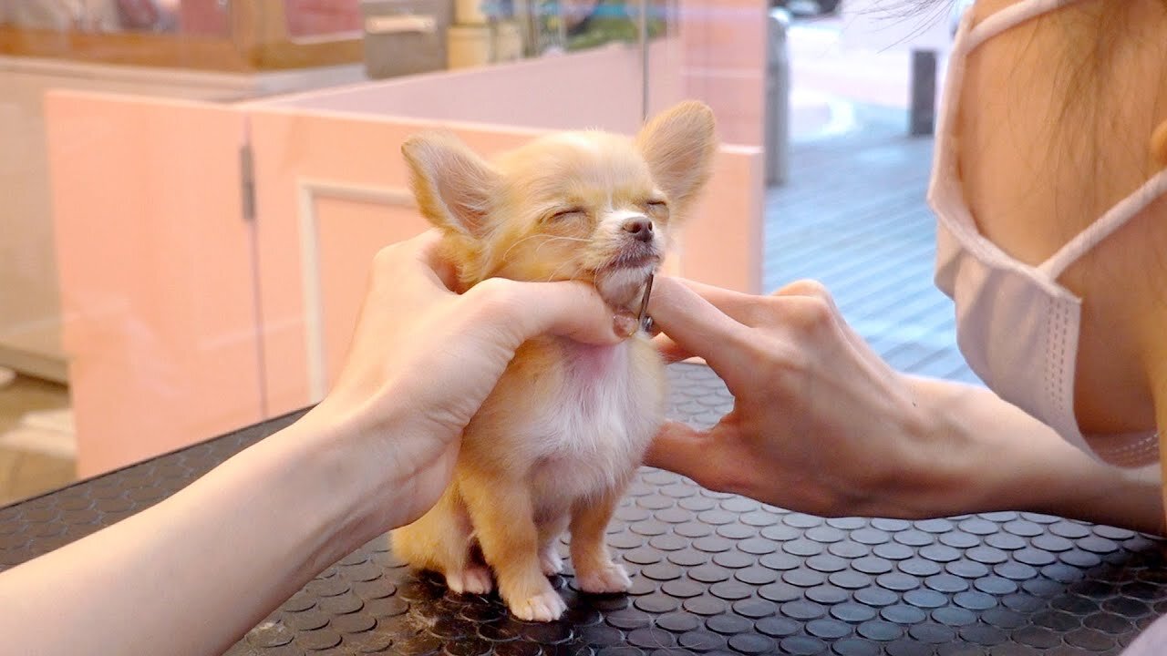 Small Puppy's First Grooming