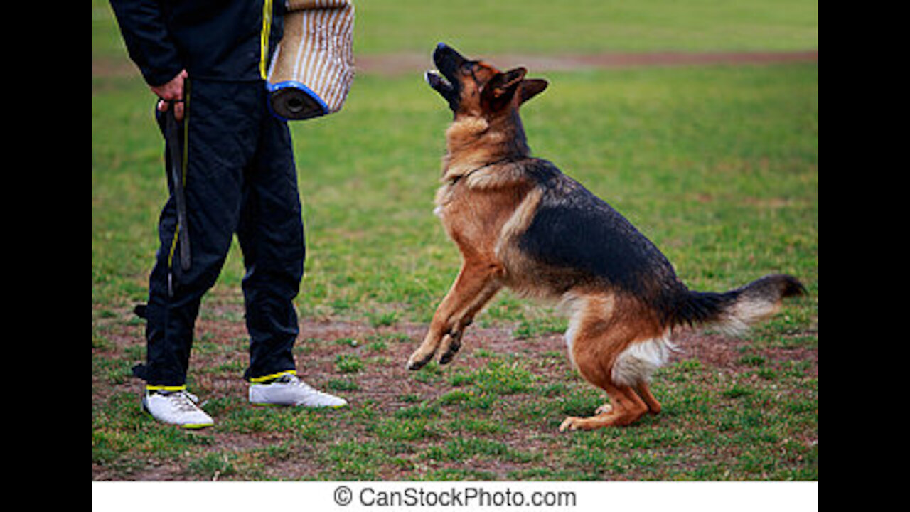 Guard dog training step by step guide