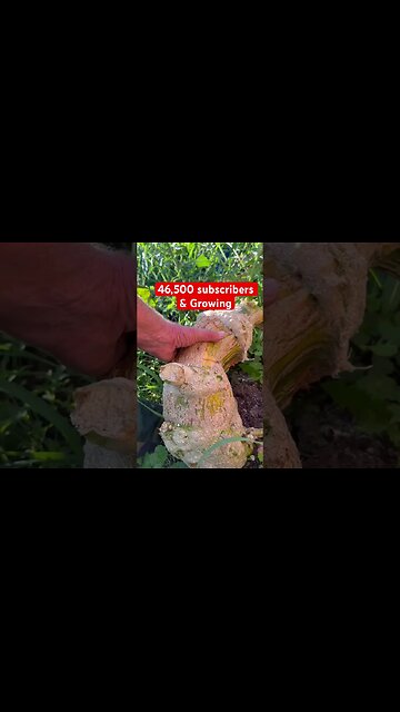 Big Stump Growing Bigger ! #pumpkinpatch