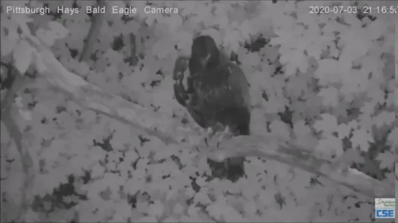 Hays Eagles H12 sleeping on Woods Limb and good morning flyoff