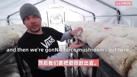 DIY建造一个小型而有利可图的蘑菇农场! DIY, SMALL and PROFITABLE MUSHROOM FARM!