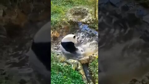 Urso Panda tomando banho😮