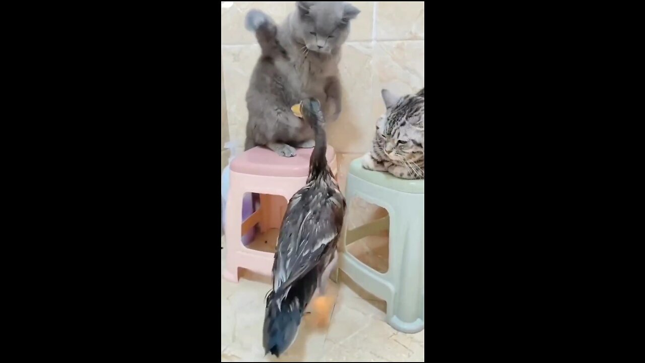 Funny fight Angry cat 🐈 vs angry duck fight 😂 new 203