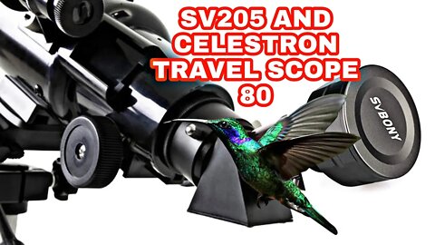 Hummingbirds | SVBONY SV205 Telescope Camera | Celestron Travel Scope 80 | Point Fortin | Quinn Trim