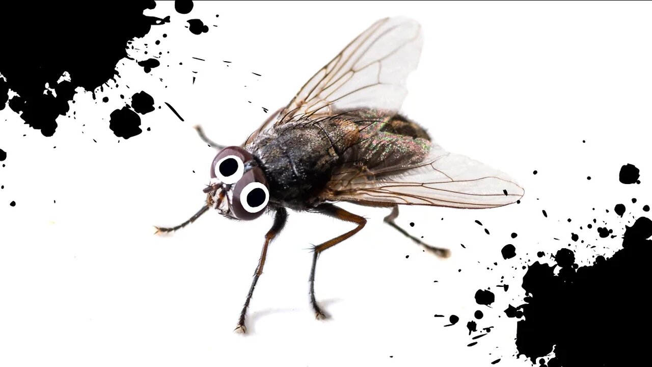 Flies eat poo and then land on your food