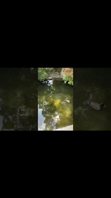 청와대 용충교 청둥오리 잉어 궁궐 문재인 매국노