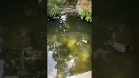 청와대 용충교 청둥오리 잉어 궁궐 문재인 매국노