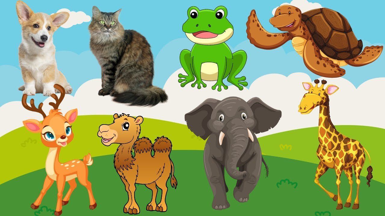 Educational content for children_ Dog, Rabbit, Horse, Sheep, Cow, Cat, Chicken, Duck, Pig - animal sounds