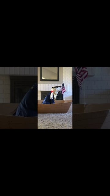 Dog Sailing in to 4th July Weekend Be like