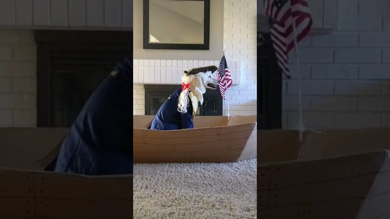 Dog Sailing in to 4th July Weekend Be like