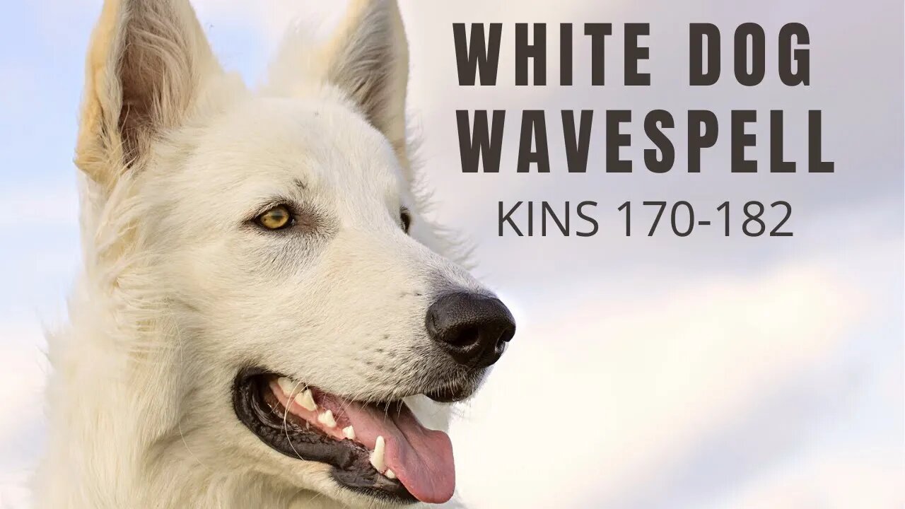 WHITE DOG WAVESPELL | KINS 170 ~ 182 (FEBRUARY 17 ~ MARCH 1 2022)