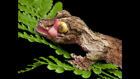 World's Weirdest Lizards