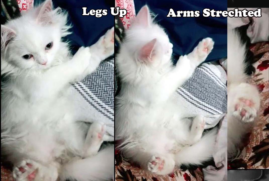 Winsome Kitty Is Certainly A true Yoga Chief, Cat shows off Yoga pose