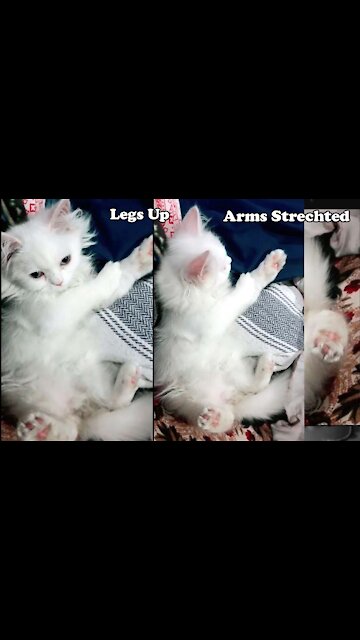 Winsome Kitty Is Certainly A true Yoga Chief, Cat shows off Yoga pose