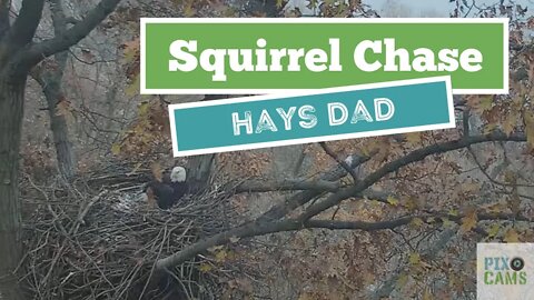 Hays Eagles Dad chases a squirrel off the nest 2021 11 29 841AM