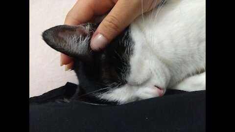 Pets and cats cute