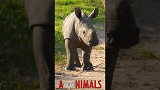 🤗 #AwwNIMALS - Baby Rhino 💕