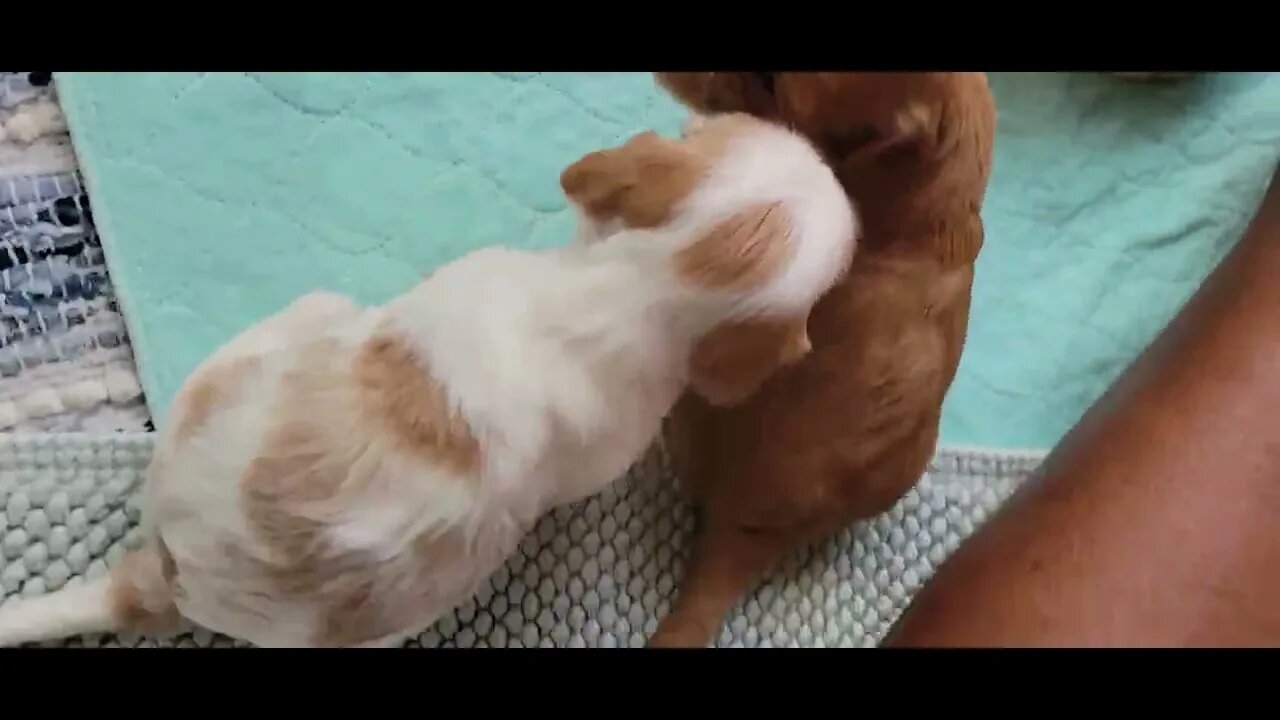 Sheba's Litter - 3 wks. Old Today(2)