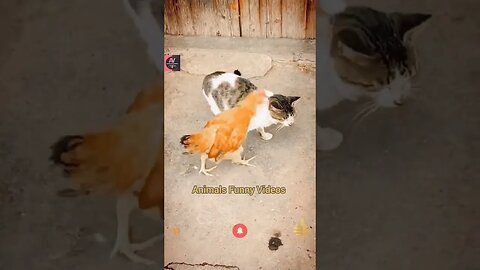 Chicken Roaster Cock And Cat Fighting Compilation Fighting Animal Animals Funny Videos #shorts
