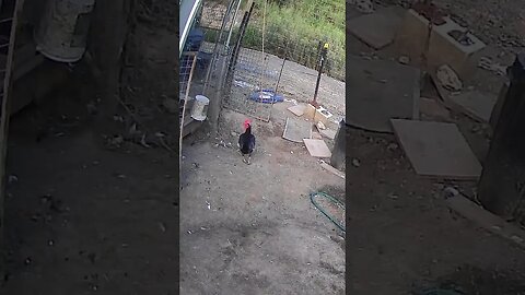 Farm cam. Our rooster Fred.