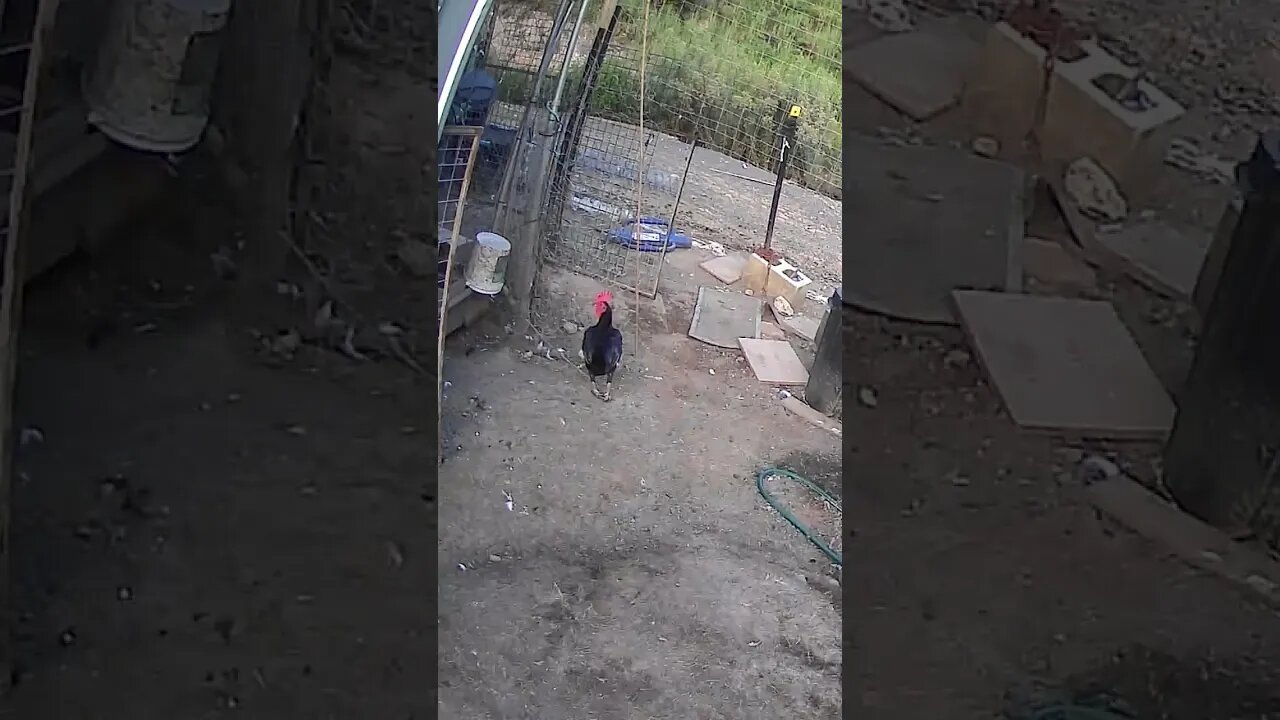 Farm cam. Our rooster Fred.