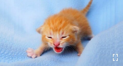 Funniest Cats and Dogs ---- Part 9(1080P_HD)