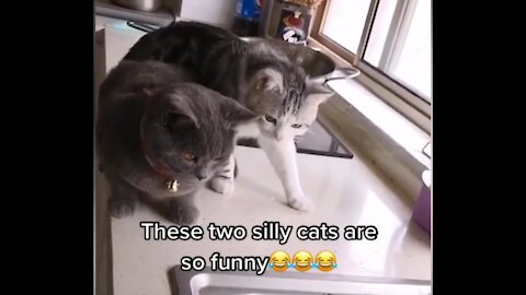 Funniest animals - best of tha cat and fish