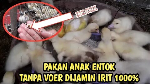 MERAWAT ANAK ENTOK TANPA VOER MANTUL BOSKU